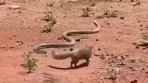 Mongoose vs cobra, who wins?