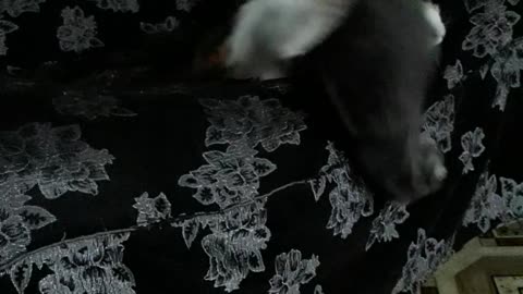 cat playing w