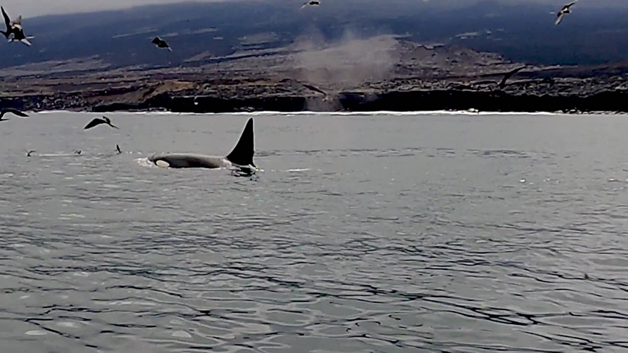 Incredible Encounter with Wild Orca: Watch as Tourists in Tiny Boat