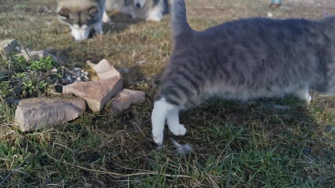 Baby cat