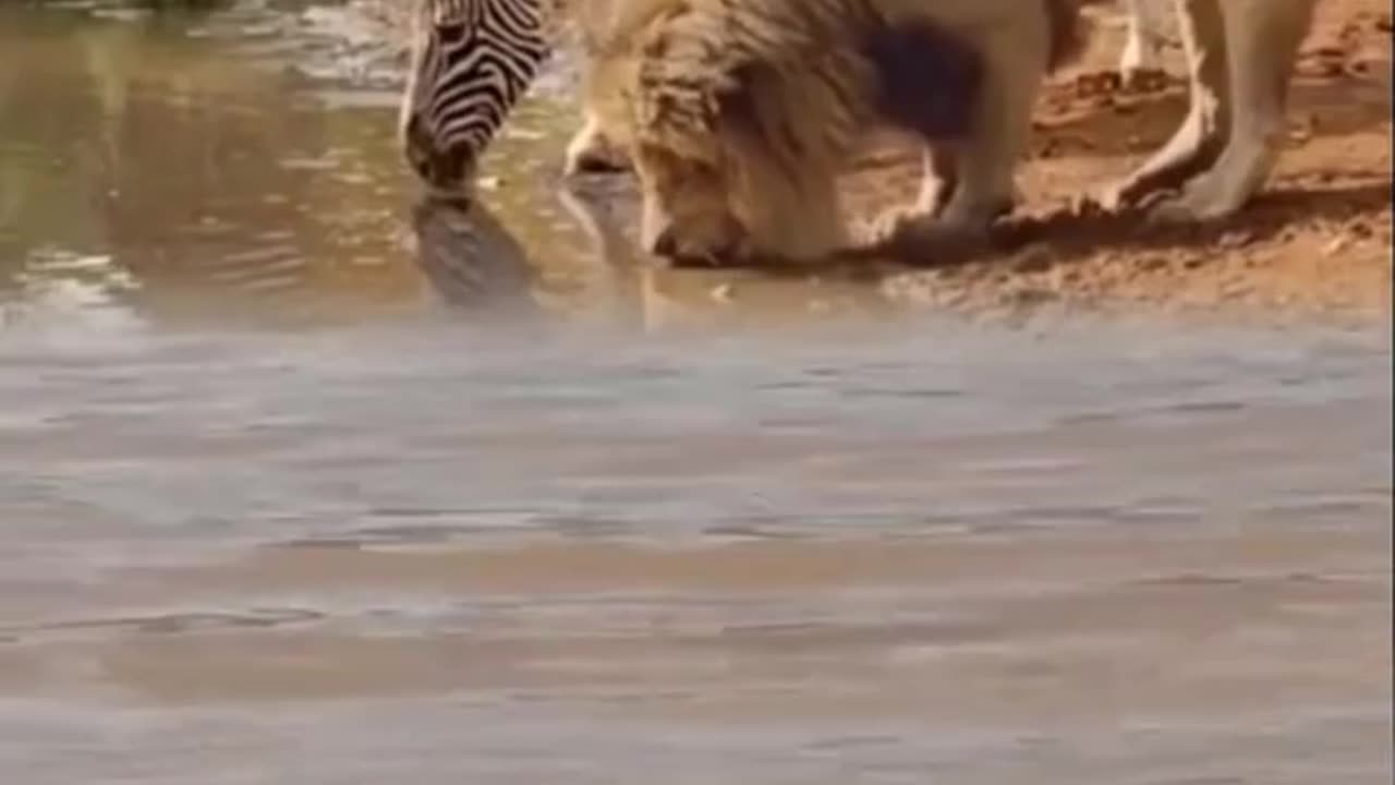 animal fighting - Animal Planet - (2022) #shorts