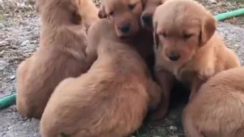 Puppy blast