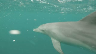 Dolphin Diary 011022