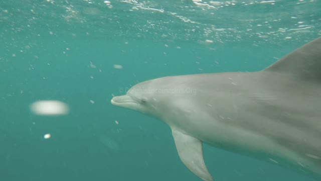Dolphin Diary 011022