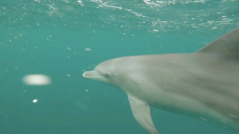 Dolphin Diary 011022