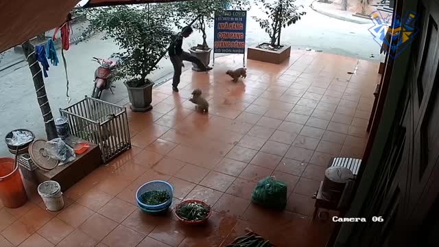 Funniest Animals - Best Of The 2022 Funny Animal Videos #4