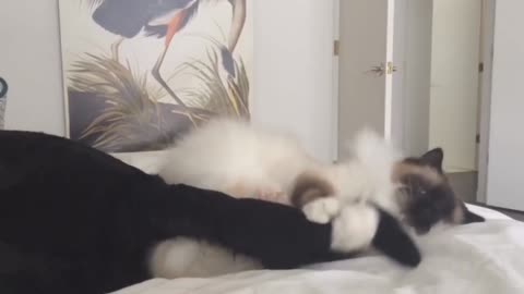 Cat and dog very😂😘 funny movement.