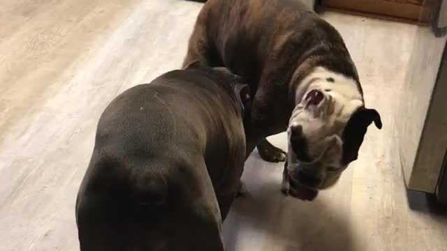 Bulldog Gets BJ From Sister, NOT Doggie Style❗️