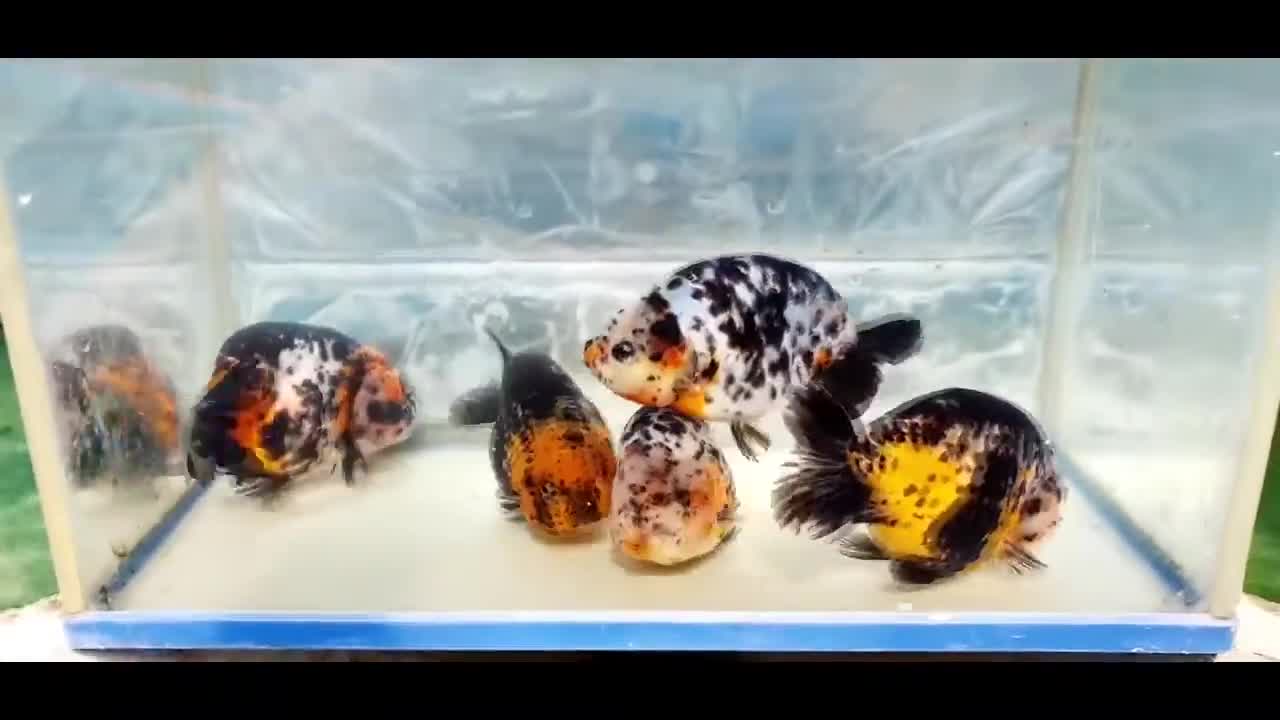 The most beautiful Calico Ranchu goldfish collection-20