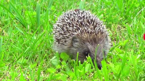 porco espinho dando uma volta pelo jardim