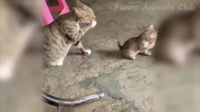 Best Funny Cat Videos That Will Make You Laugh All Day Long