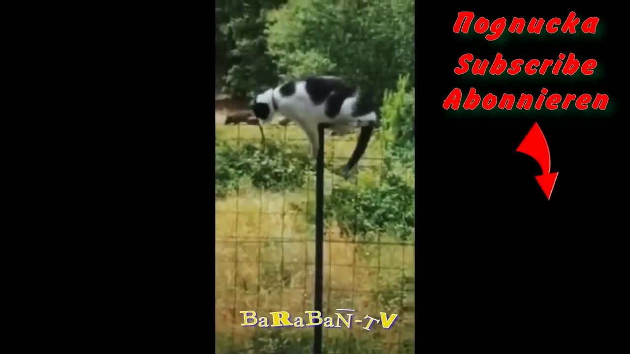 funny animal