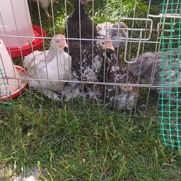 My little friends 🐣🐤💚