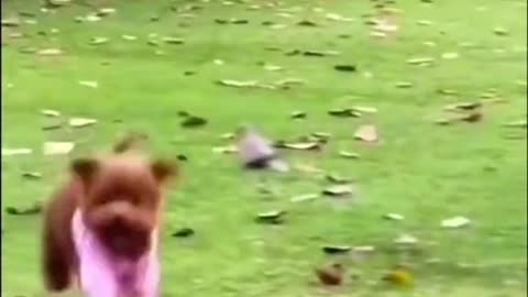 funny animal