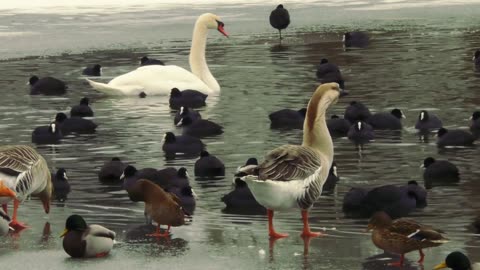 Video Of Avian