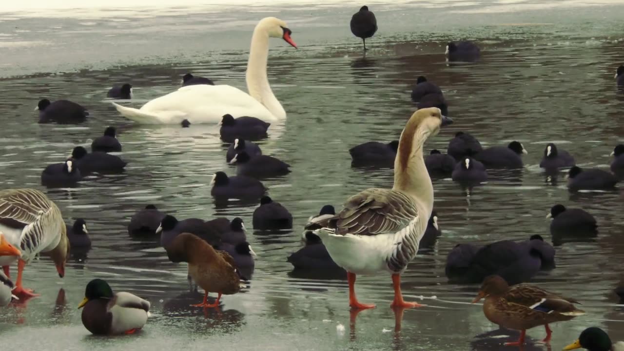 Video Of Avian