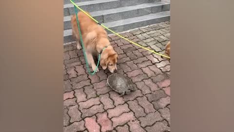 The most funny animals play with dogs and cats 2021 No #87