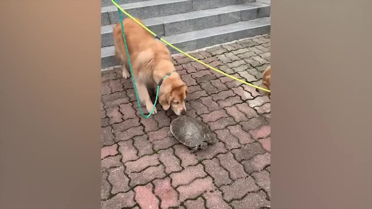 The most funny animals play with dogs and cats 2021 No #87