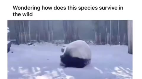 Funny and cute panda bear!