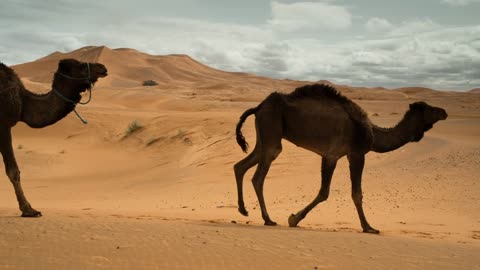 Camels walking in the desert