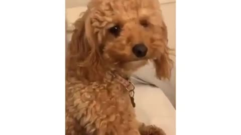 The dog dance