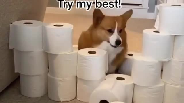 FUNNY CORGI DOGGY JUMP JUMP