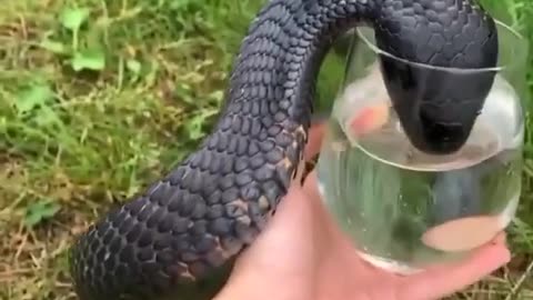 Black cobra