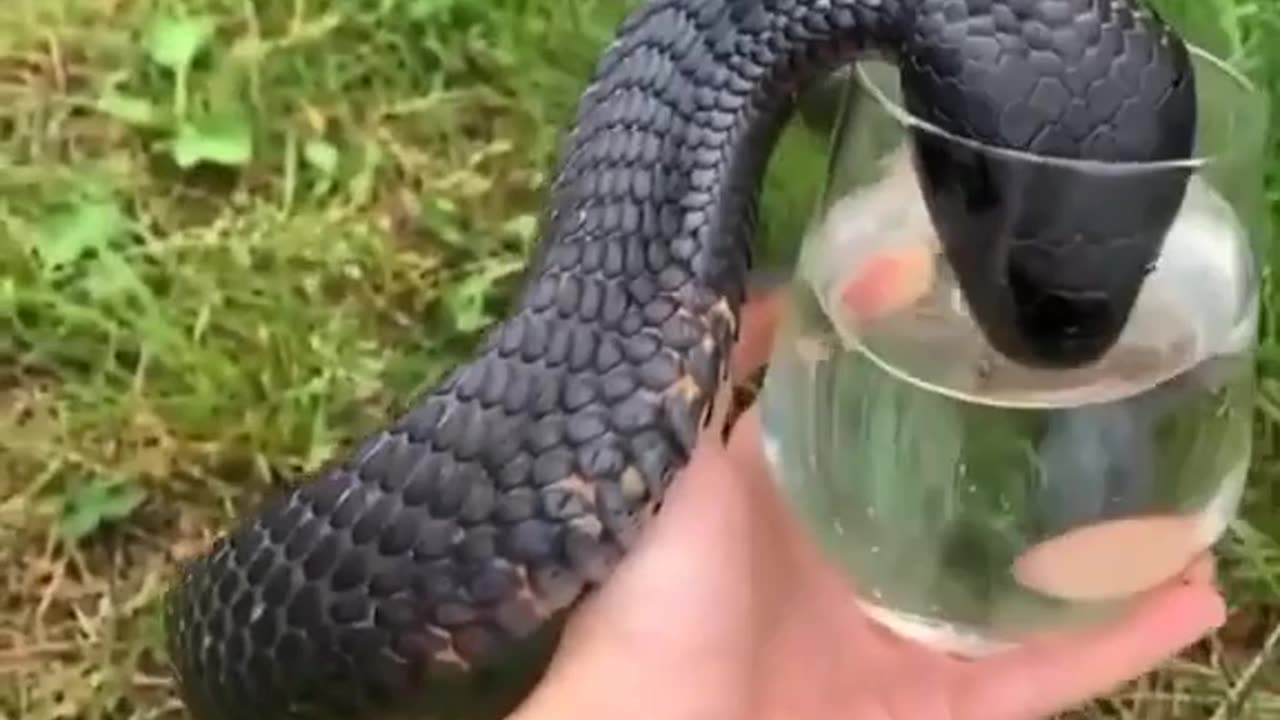 Black cobra