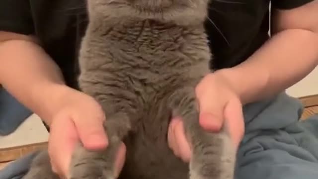 Funny cat 😍😍😍 cutest kitten