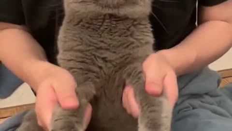 Funny cat 😍😍😍 cutest kitten