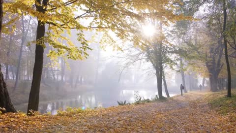 Enchanting Autumn Forests with Beautiful Piano Music