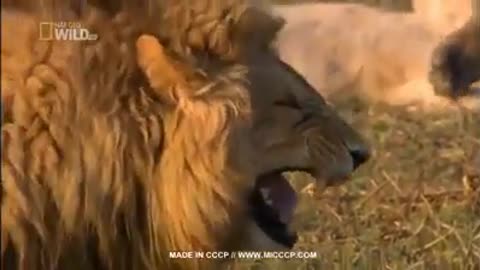 😂😂Lion laughing (try to not laugh) 🤣🤣#lionlaughing #lion #lionfunnyvideo