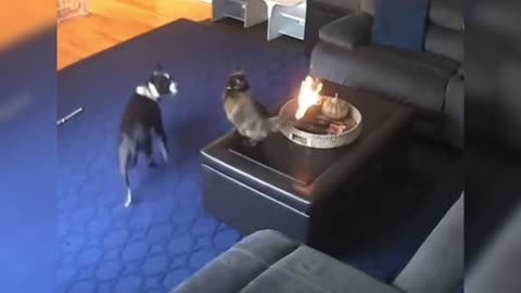 Cat poop official, the next second,