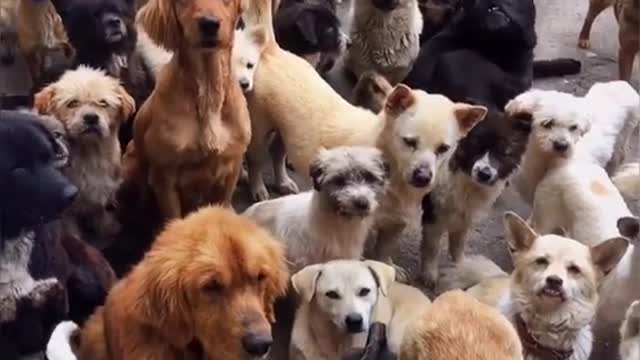 Our eyes are full of expectation ဲ🐶🐶