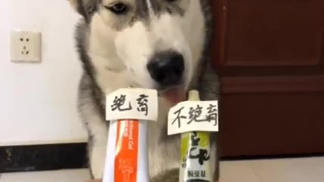 Funny talking husky!