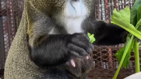 De Brazza's monkey