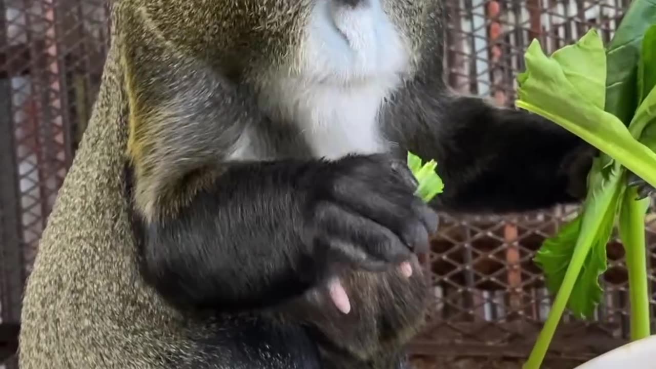De Brazza's monkey