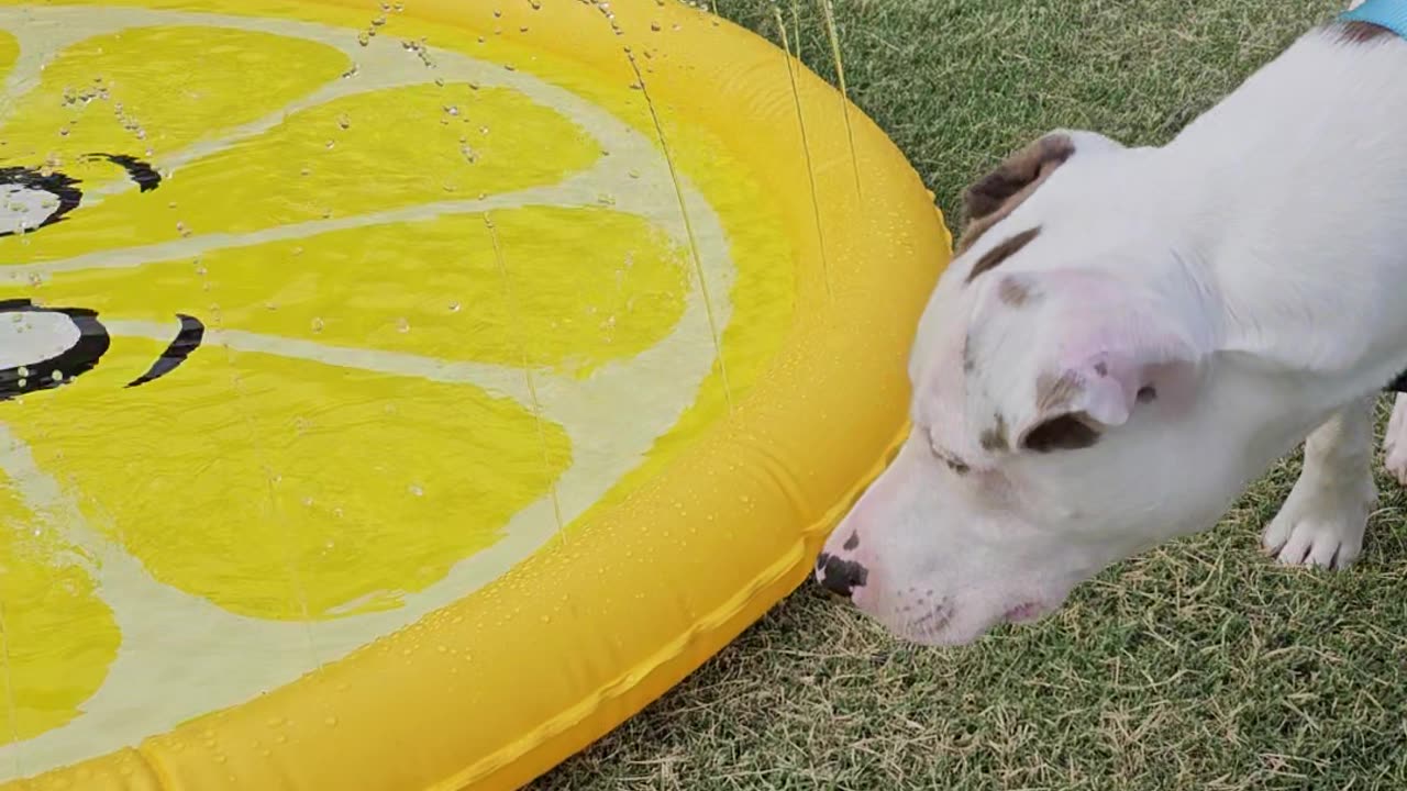 Vinny's Splash Pad Part 1