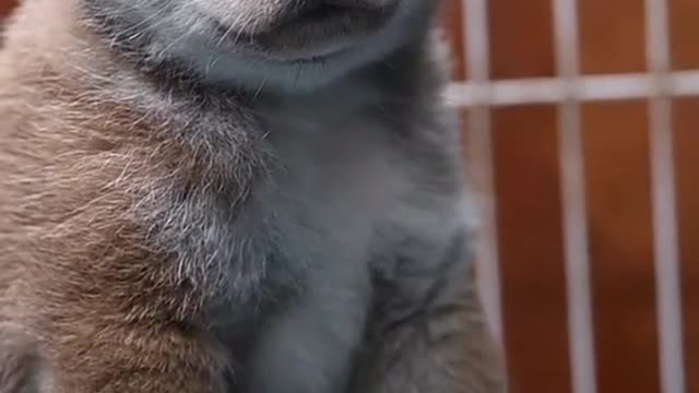 l’m lonely without you. #dog #sad #lonely