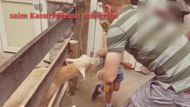 Baby animal funny video