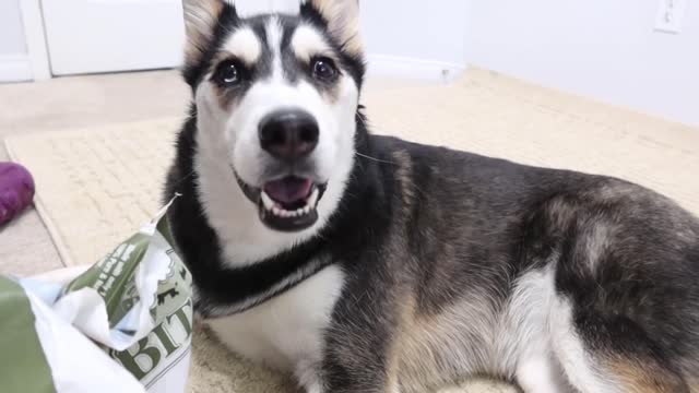 DRAMATIC HUSKY Throws a Temper Tantrum