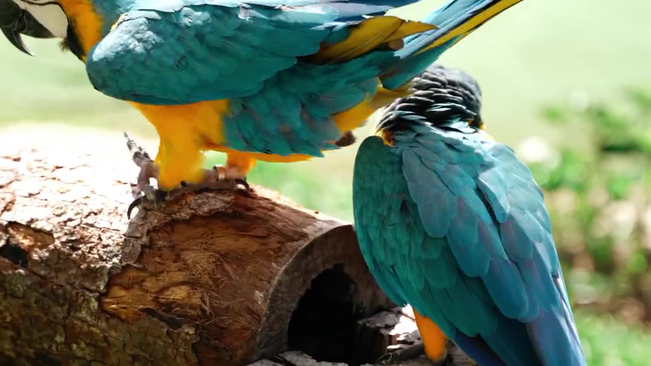 Happy parrots