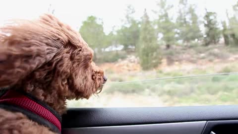 Dog watches from car