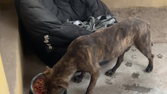 Adopting a dog in Mexico 🇲🇽