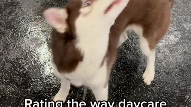 Rating the way daycare dogs
