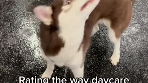 Rating the way daycare dogs