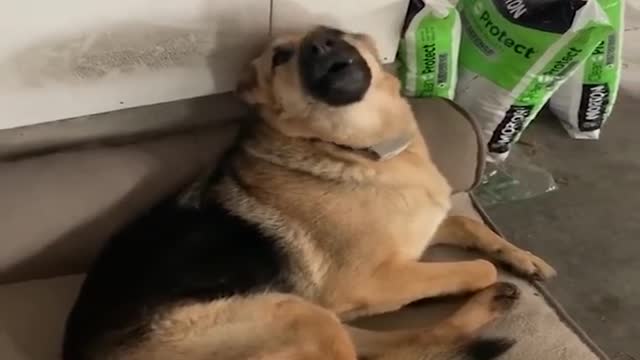 funniest and cutest german shepard dogs