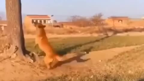 Funny dog