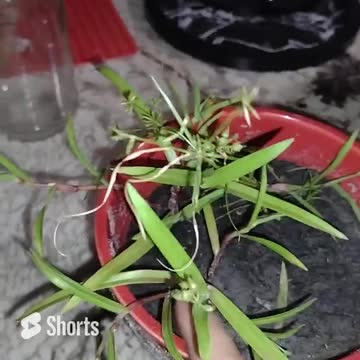 Indoor Bell Pepper Experiment FAILED! Try again?