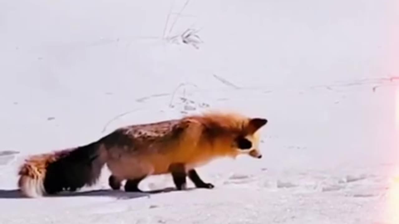 Diving for the meal in the snow #shorts #viral #shortsvideo #video